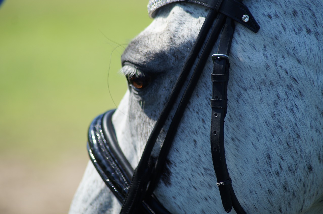 horse  bridle  dressage free photo