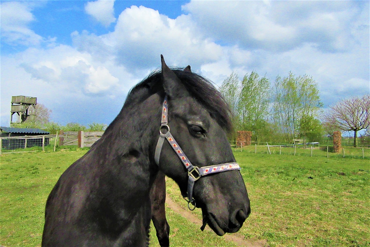 horse  halter  moons free photo