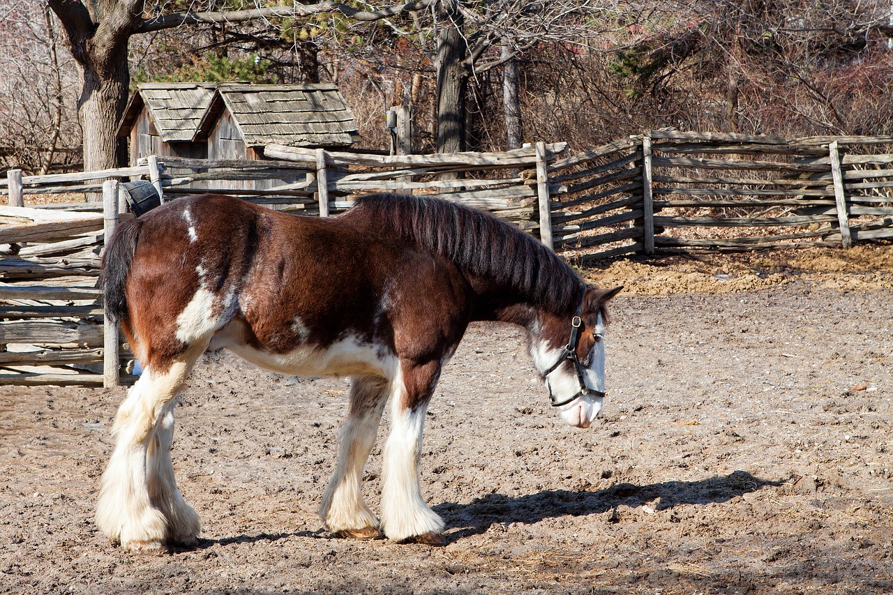 horse  clydesdale  belgium free photo