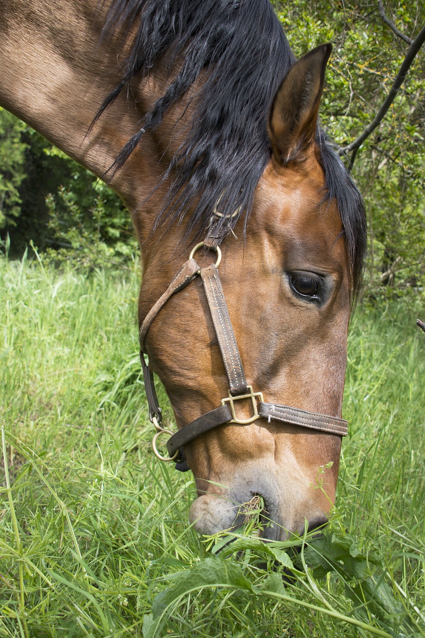 horse  brown  head free photo