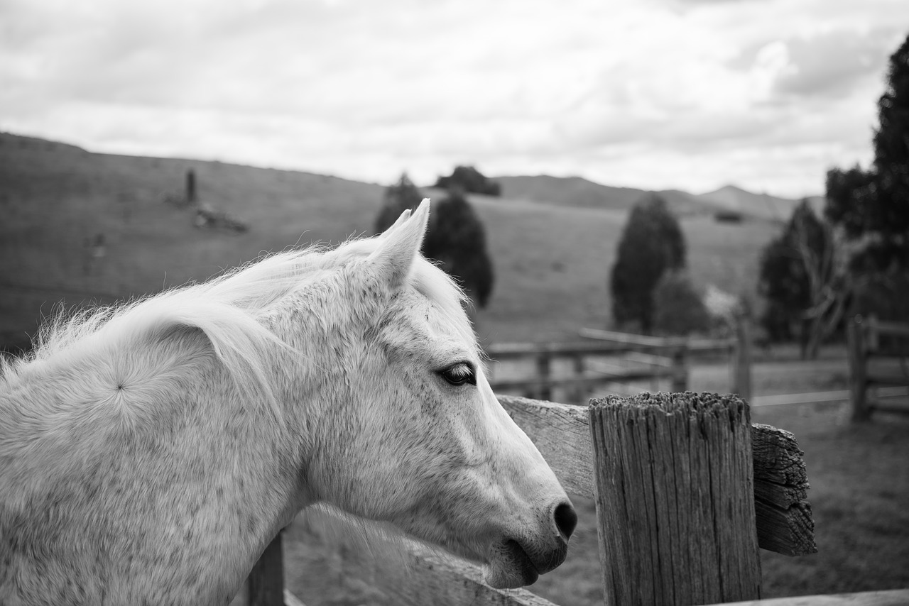 horse  pony  australian pony free photo