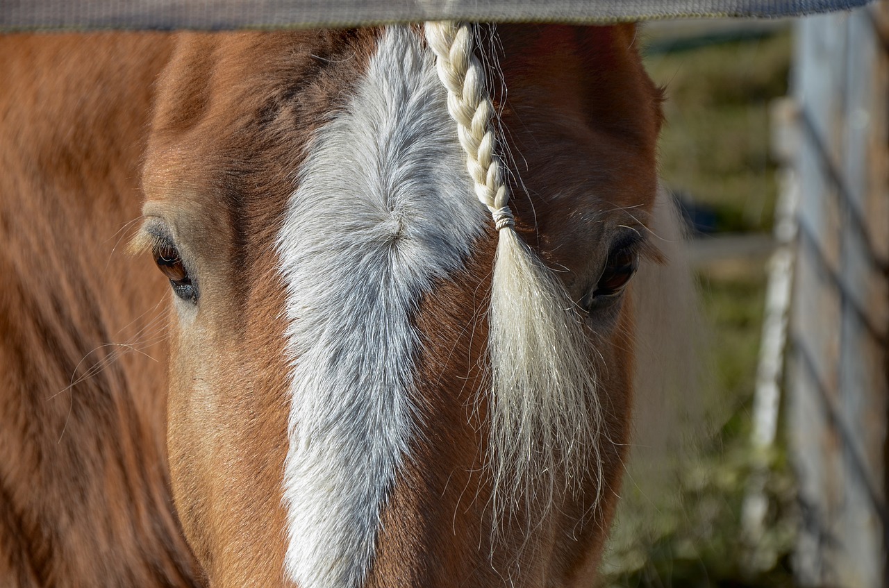 horse  head  nature free photo