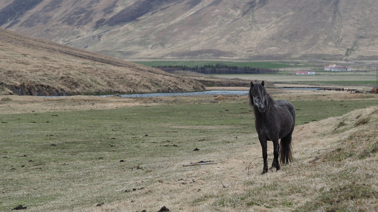 horse  iceland  landscape free photo