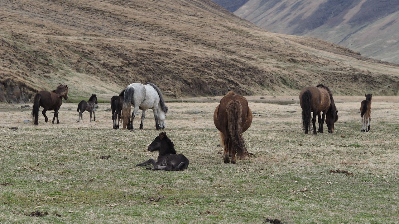 horse  iceland  landscape free photo