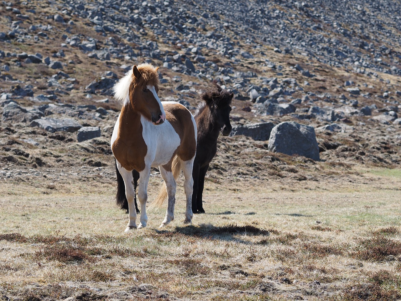 horse  iceland  landscape free photo