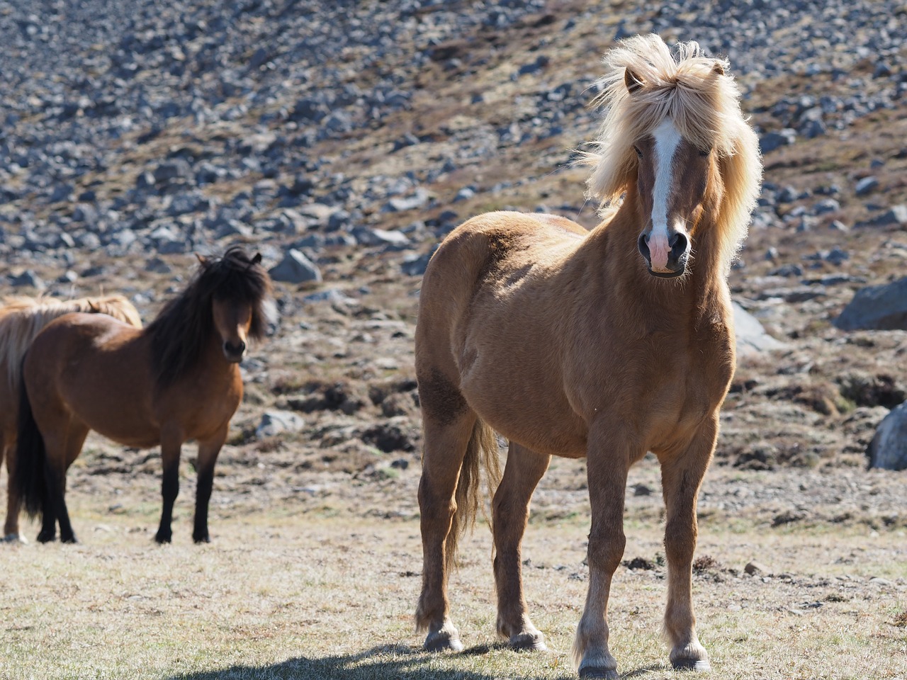 horse  iceland  landscape free photo