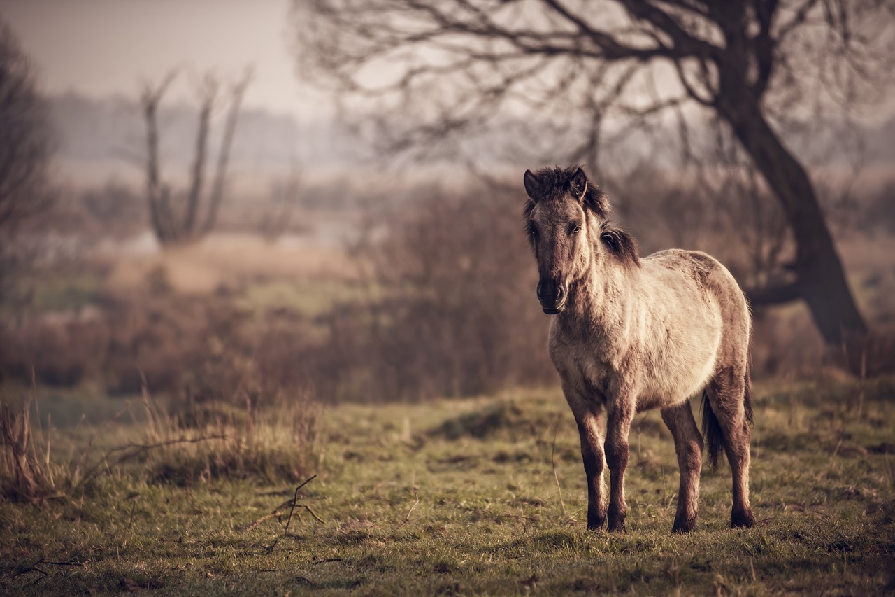 horse  pasture land  pony free photo