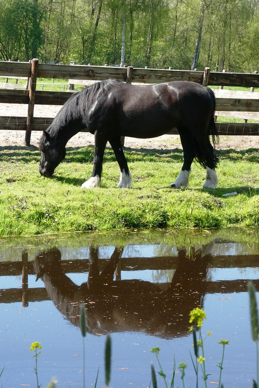 horse  whey  grass free photo