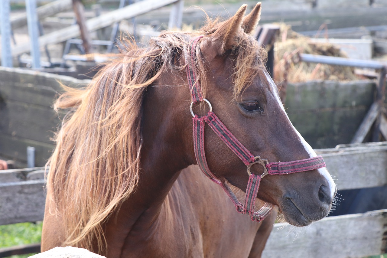 horse  brown  animal free photo