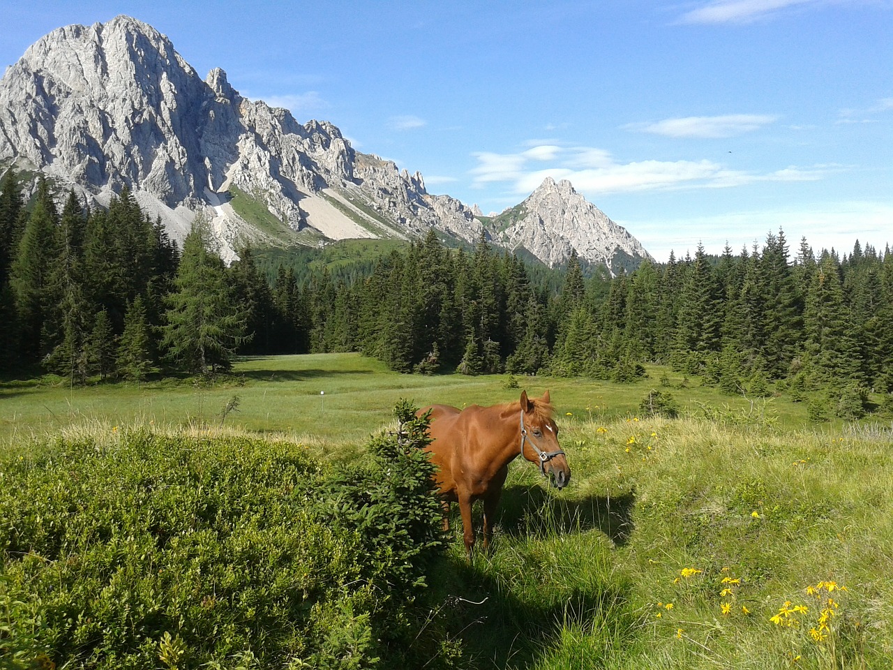 horse mountain forest free photo