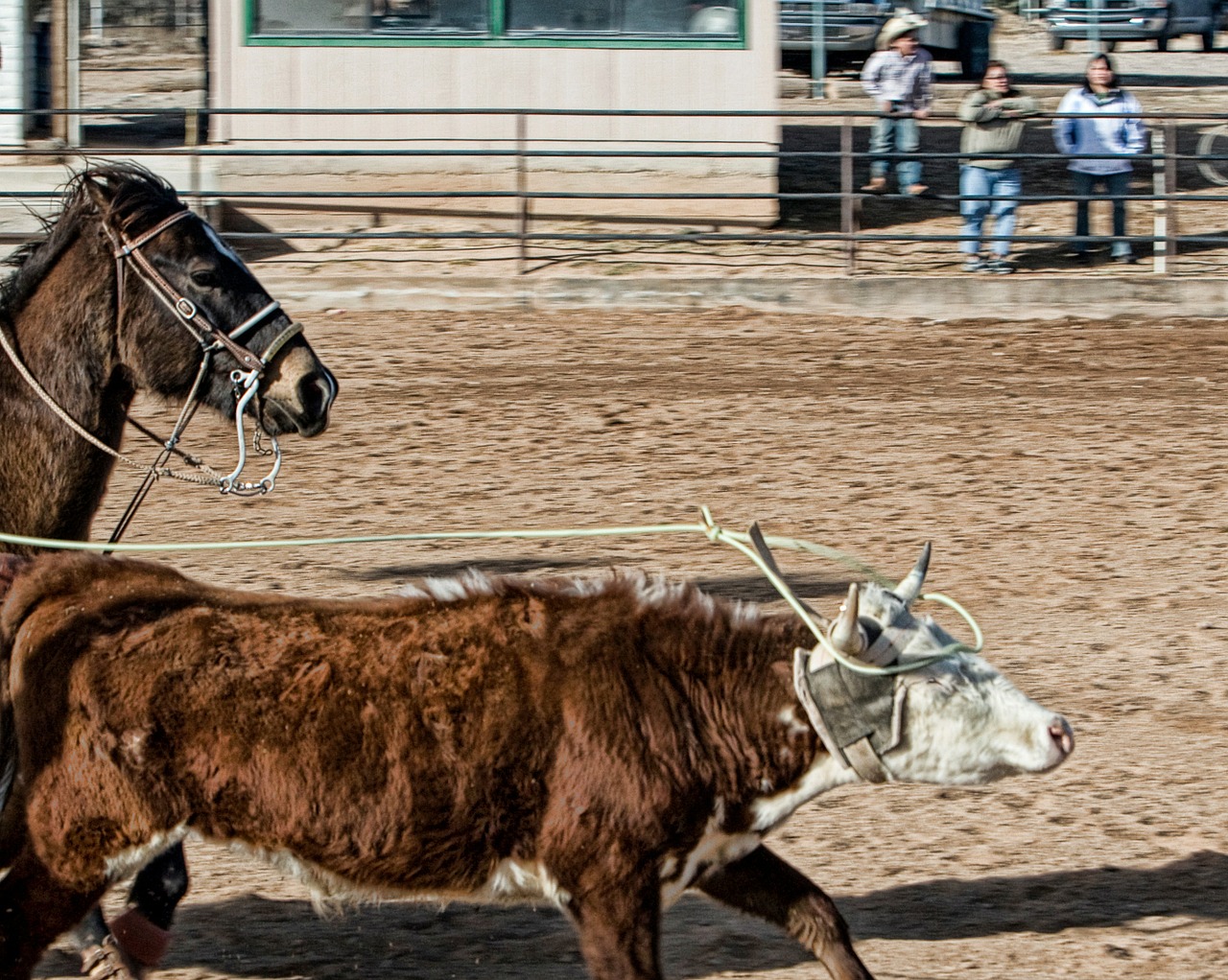 horse cow roping free photo