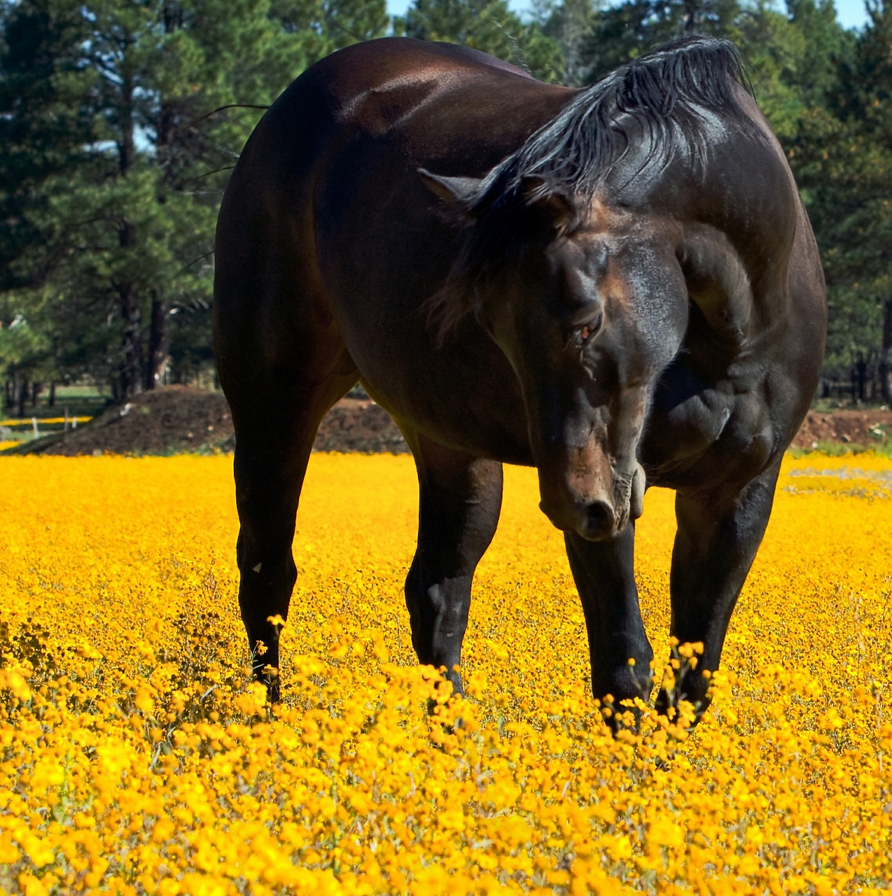 horse flowers animal free photo
