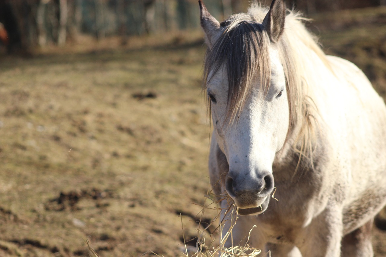 horse  white horse  farm free photo