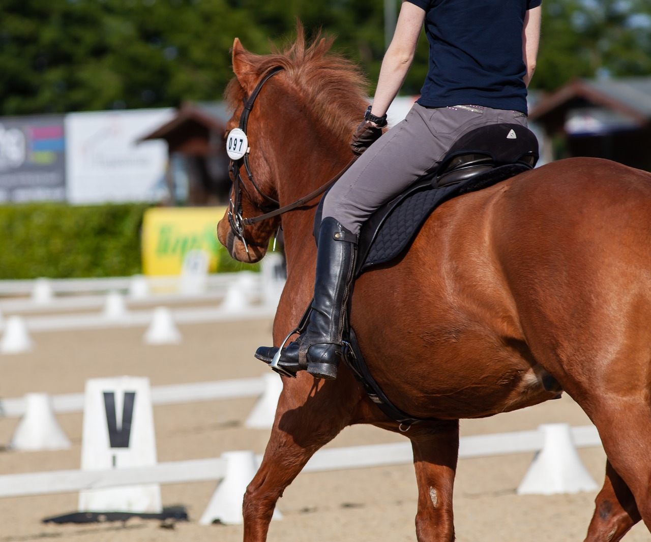 horse  dressage  bay free photo