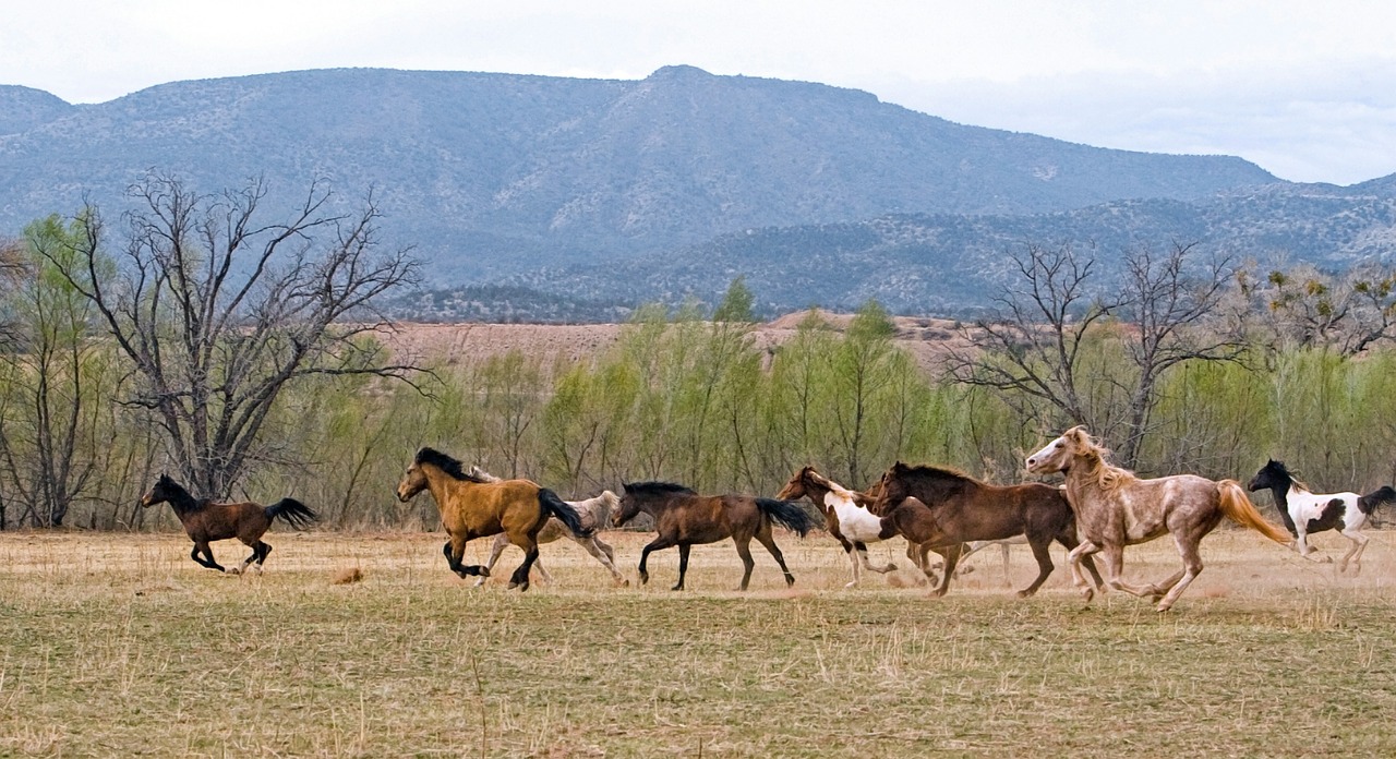 horse equine herd free photo