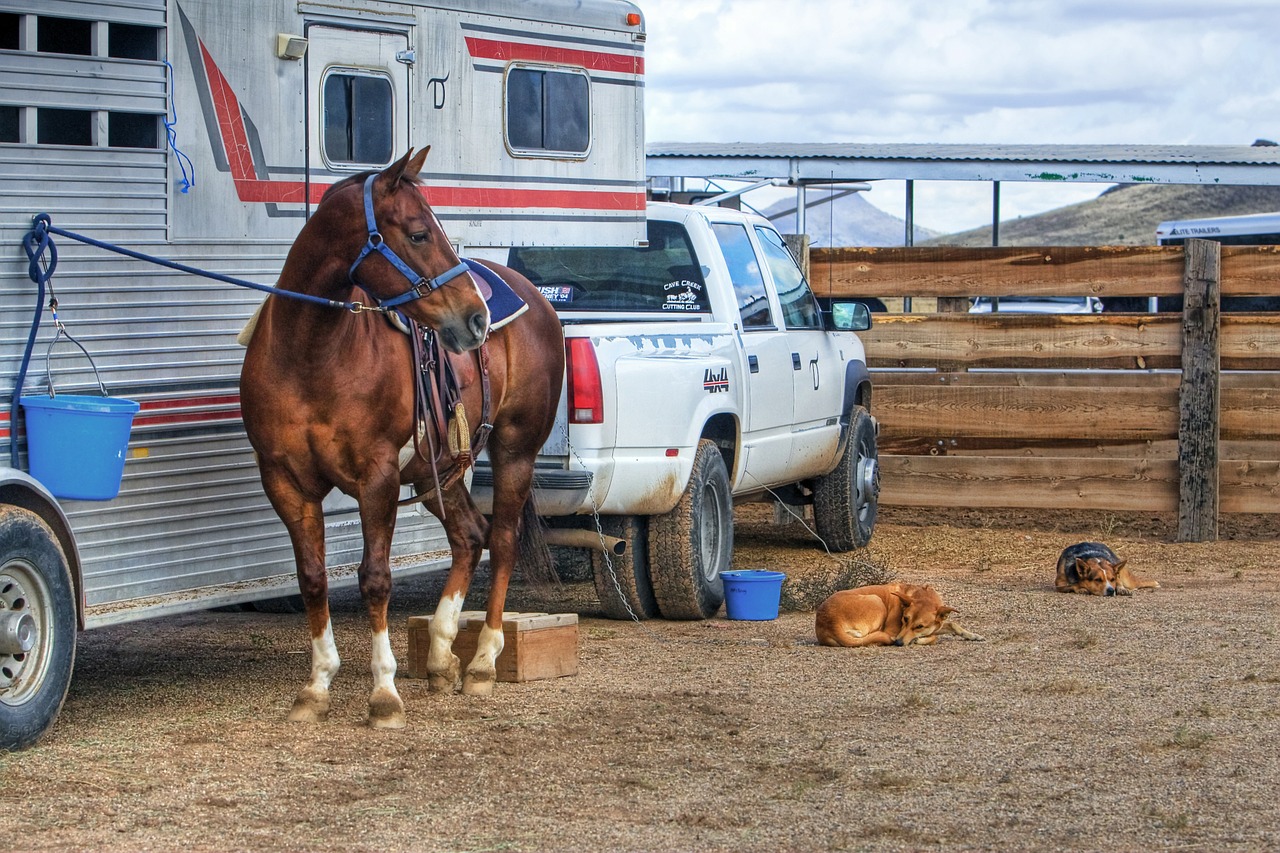 horse dog animal free photo