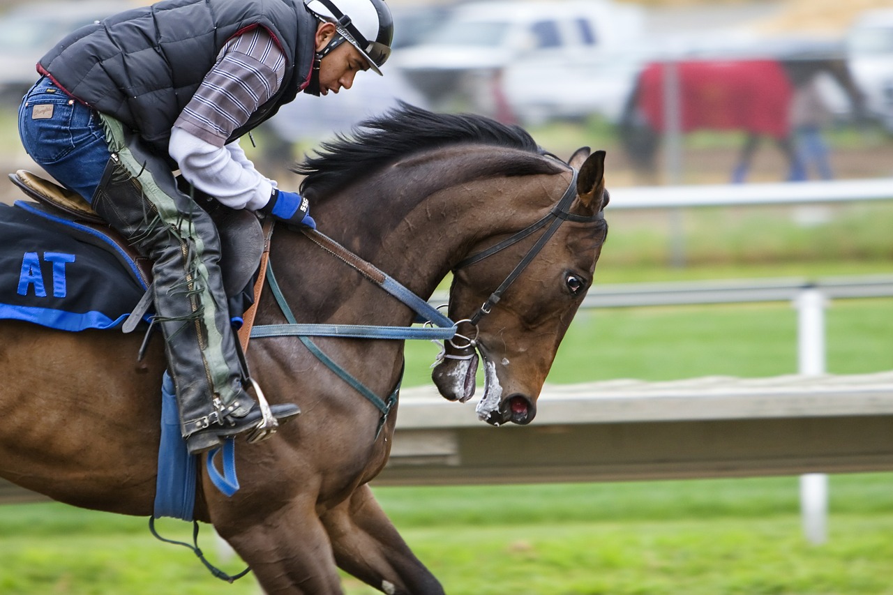 horse horses animal free photo