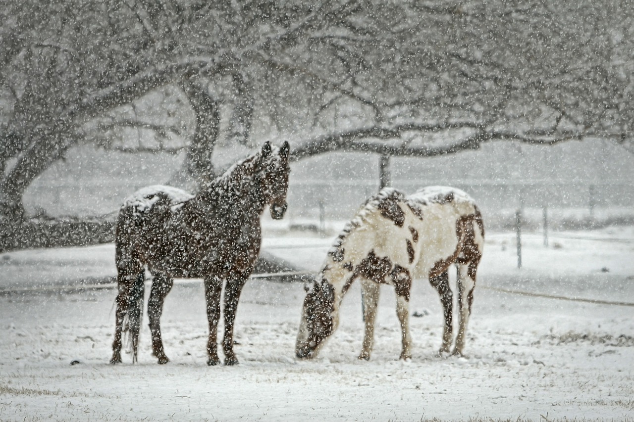horse equine snow free photo