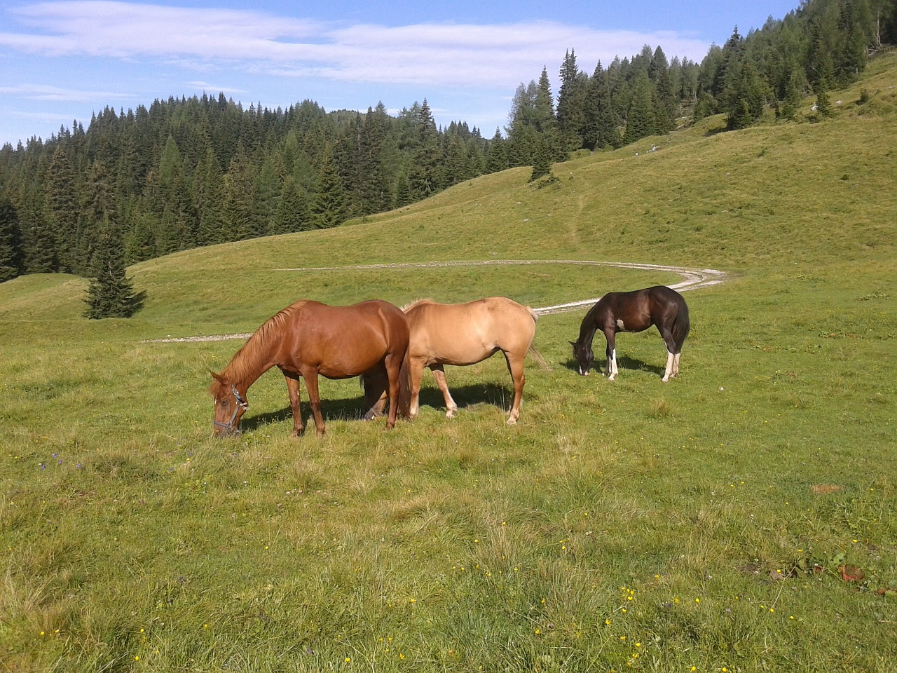 horse foal mountain free photo
