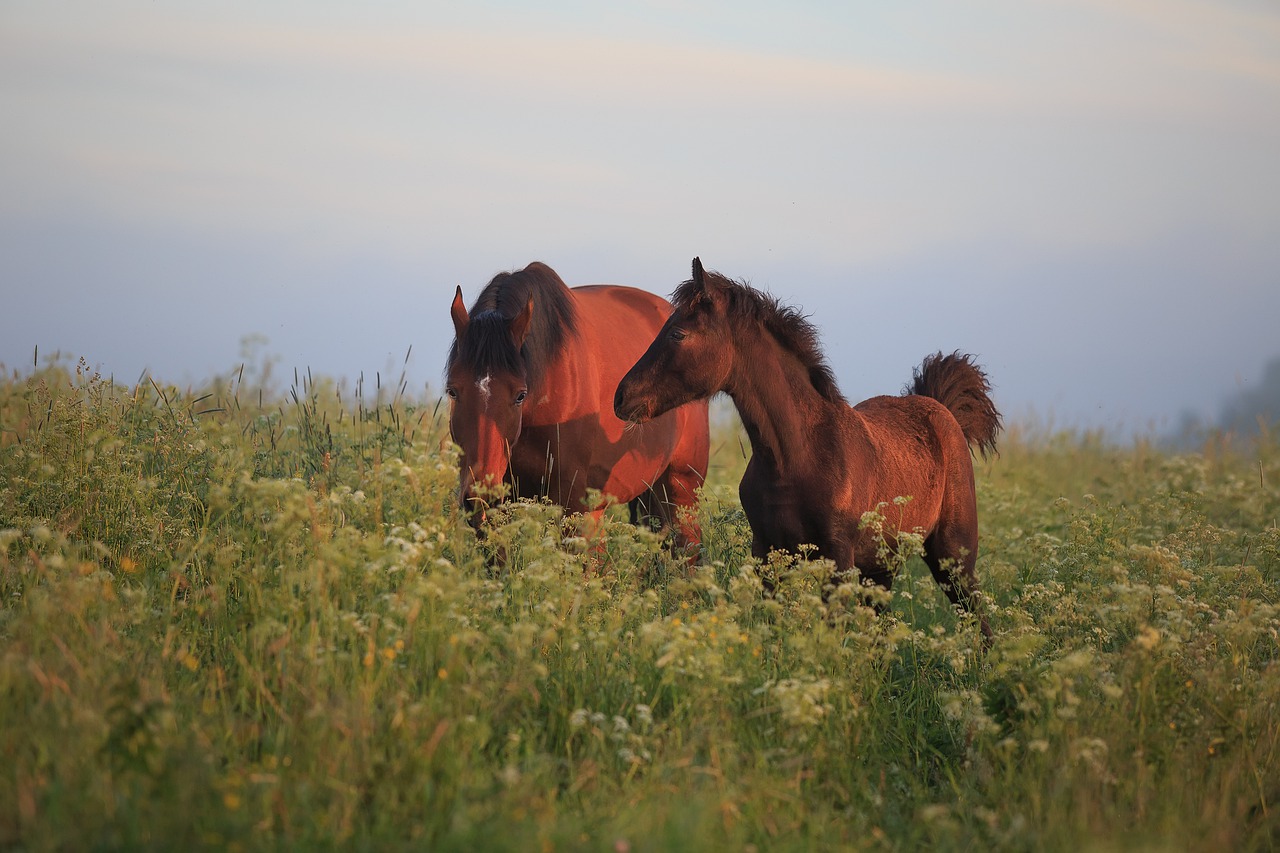 horse  pasture  animal free photo