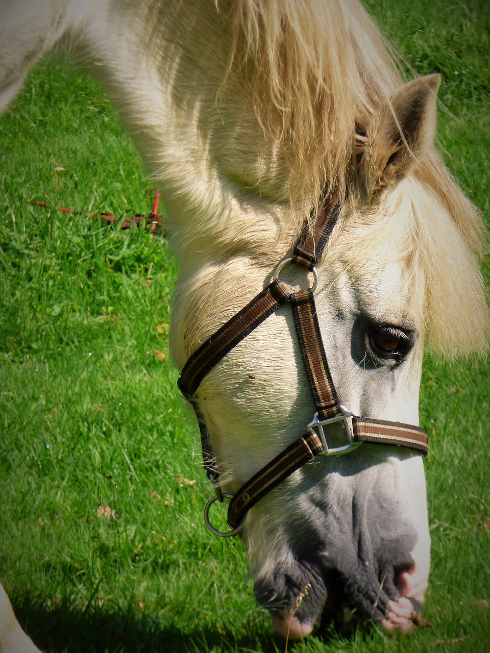 horse  animal  pony free photo