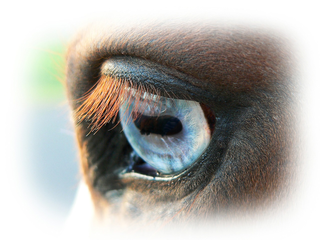 horse animal nature free photo