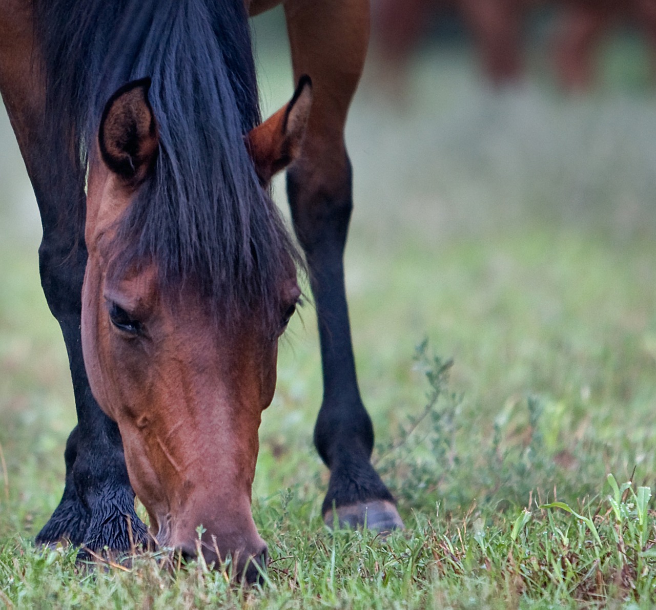 horse animal farm free photo