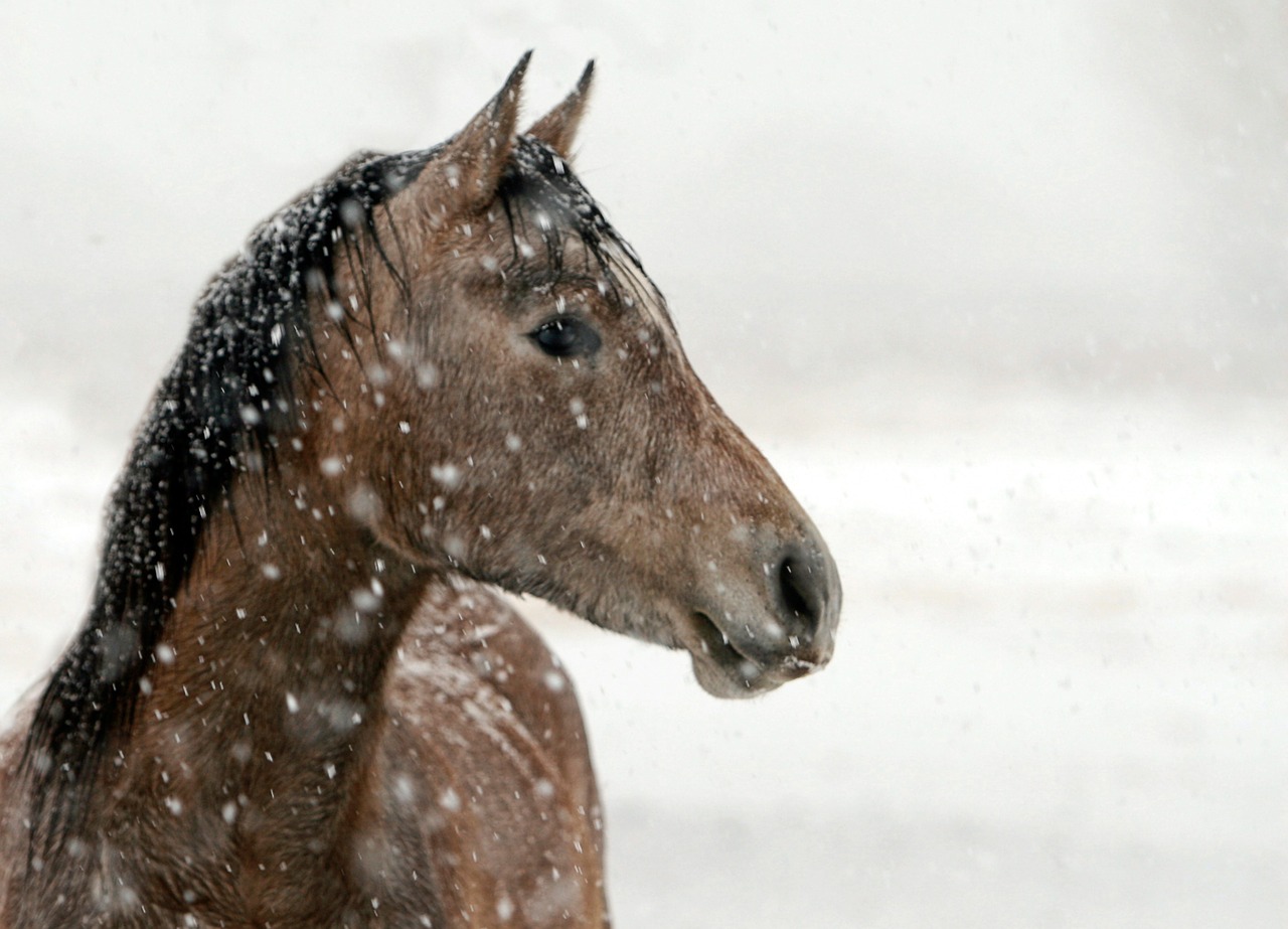 horse portrait animal free photo