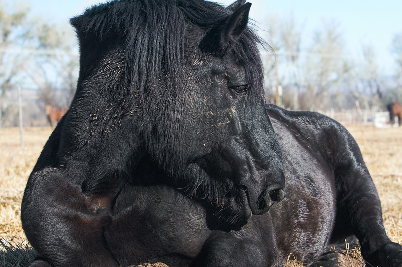 horse pasture nature free photo