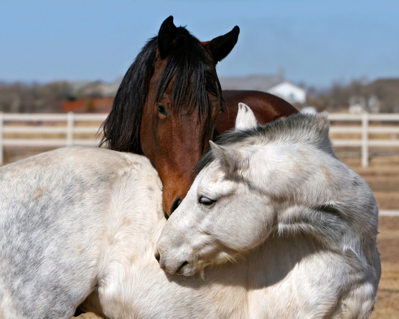 horse pony animal free photo