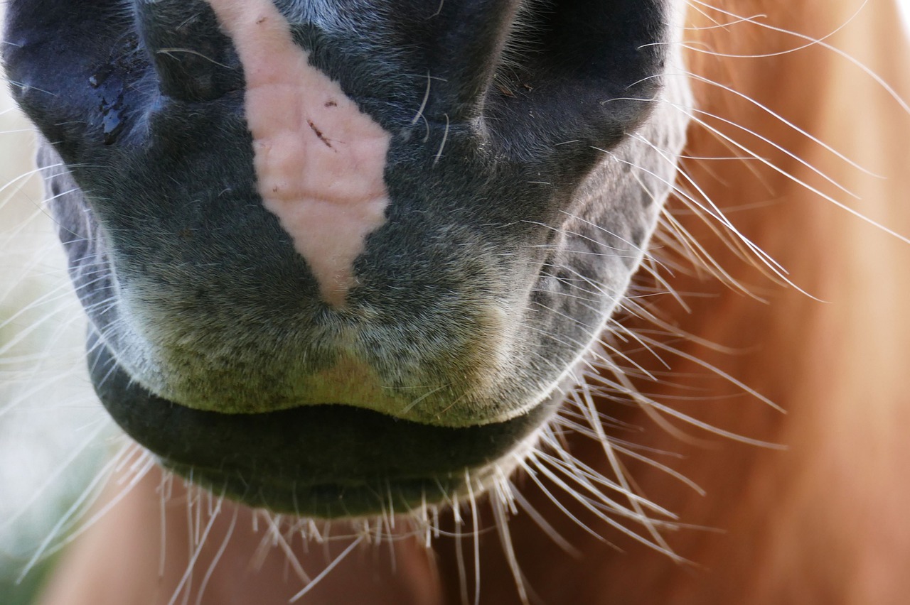 horse  haflinger  animal free photo