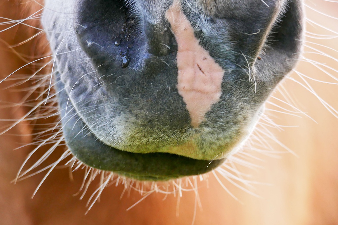 horse  haflinger  animal free photo