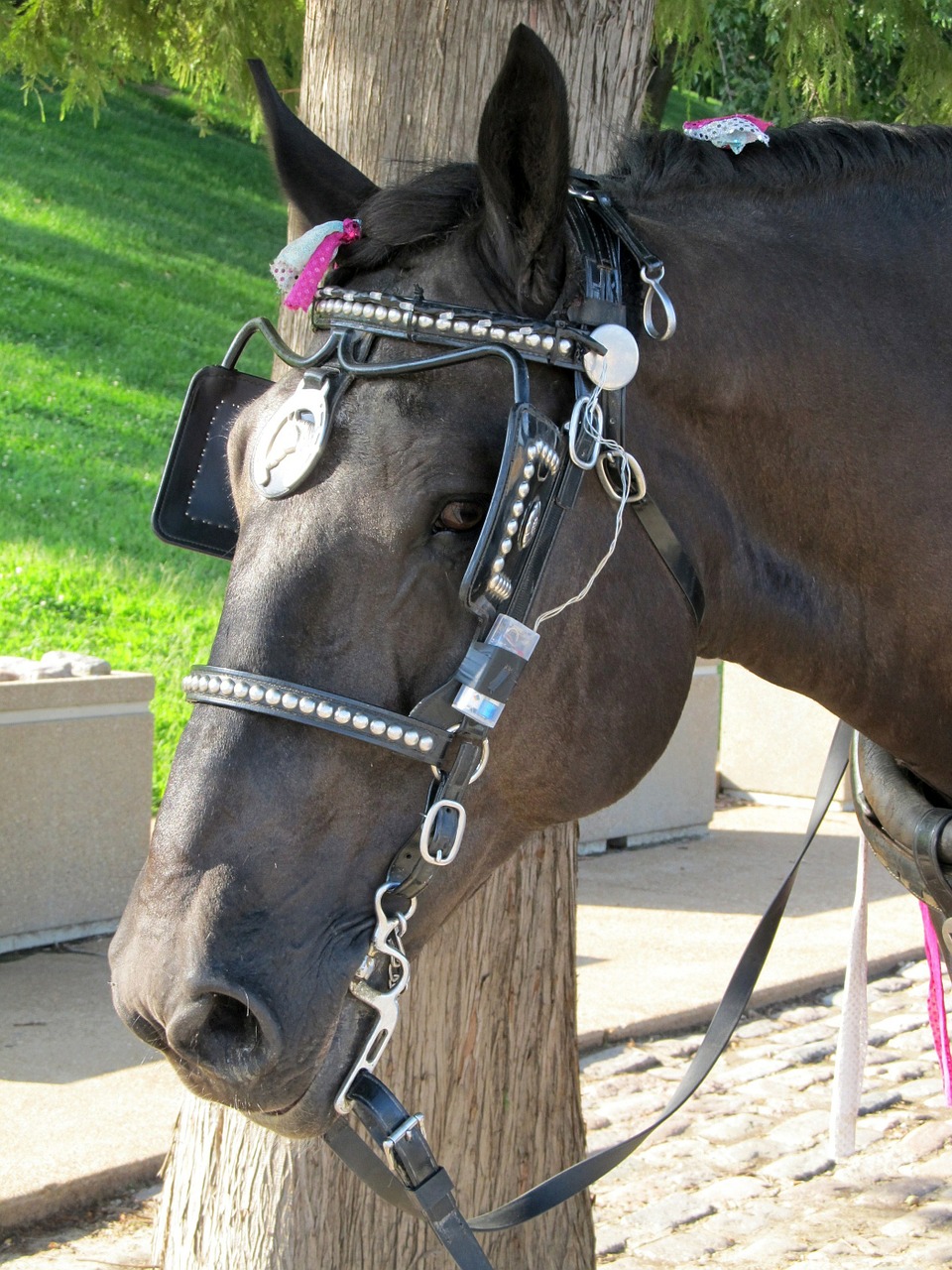 horse blinders harness free photo
