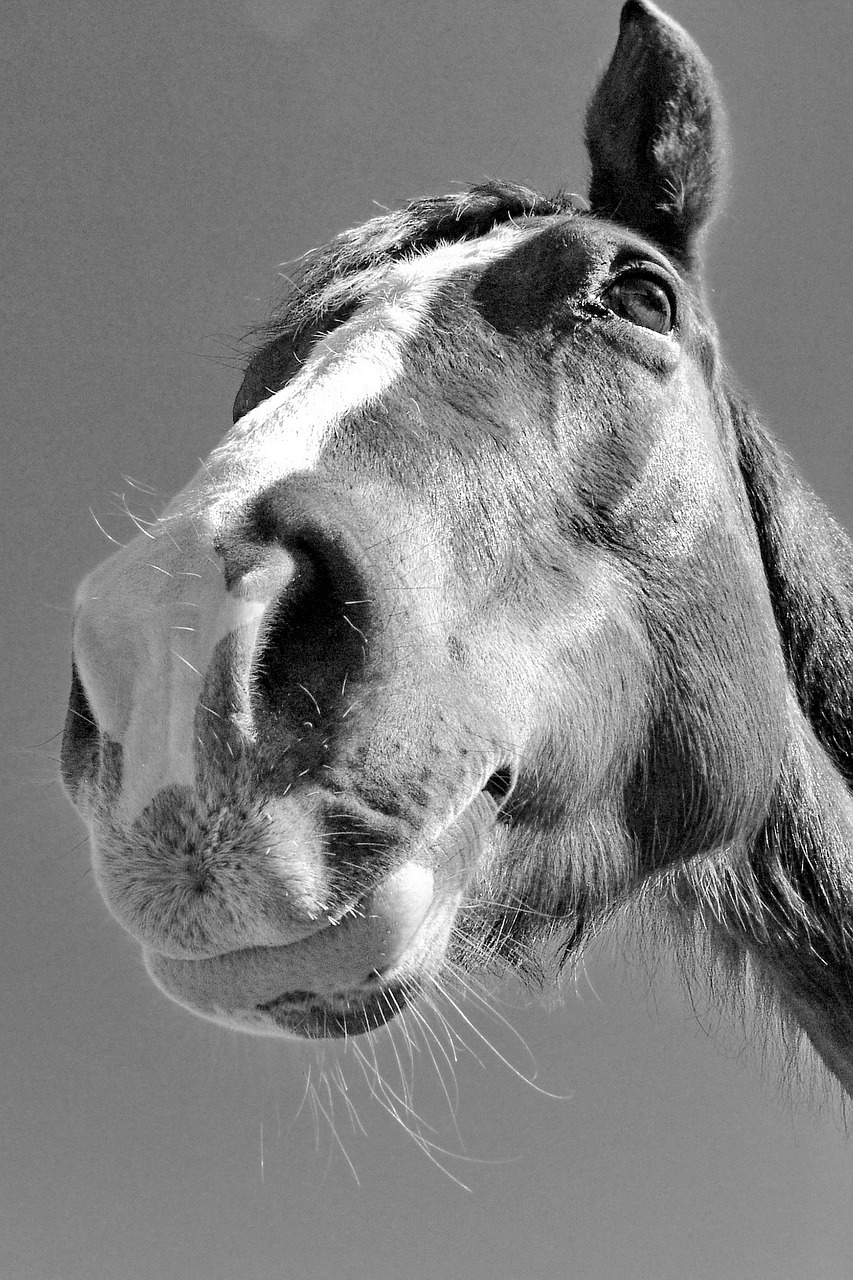 horse  black and white  portrait free photo