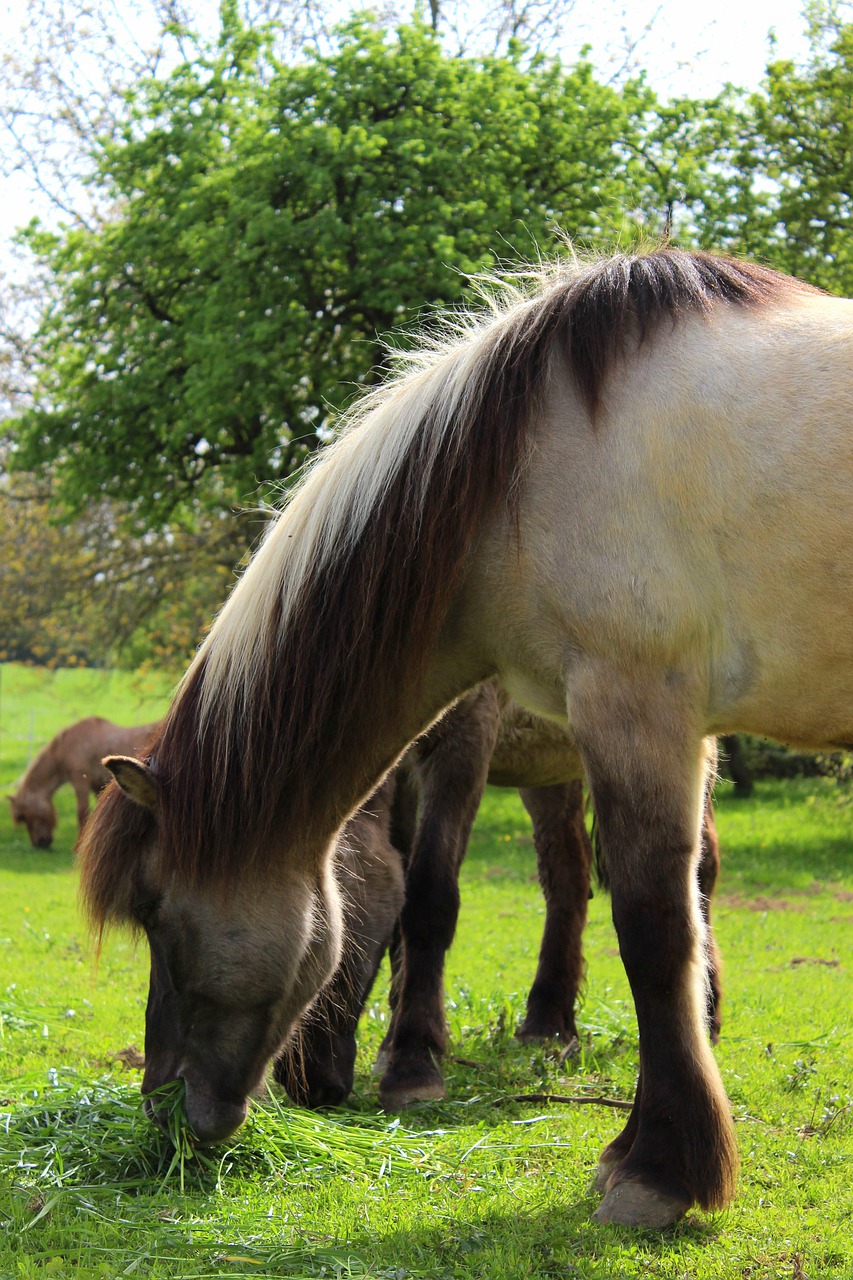 horse  pasture  graze free photo