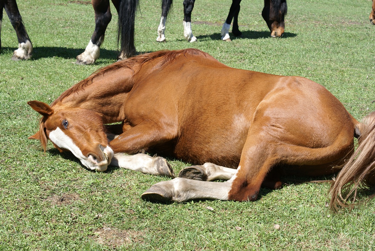 horse  laying  meadow free photo