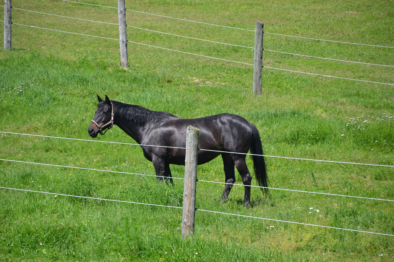 horse  warmblut  black beauty free photo