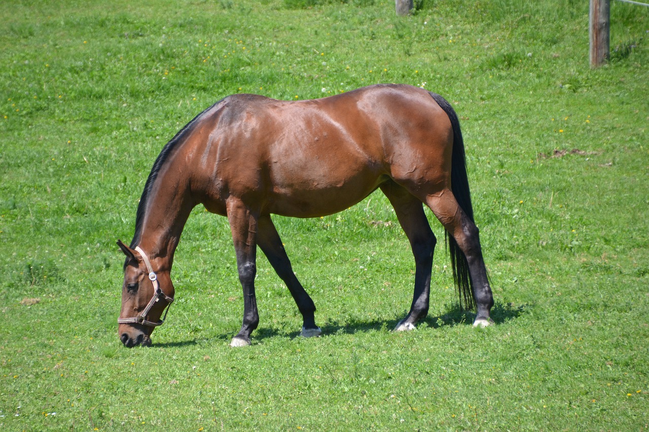 horse  warmblut  brown free photo