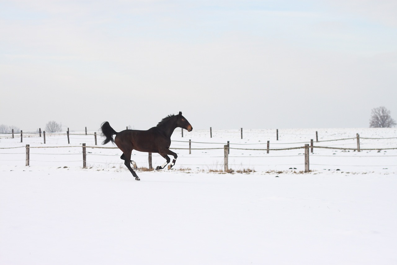 horse gallop race free photo