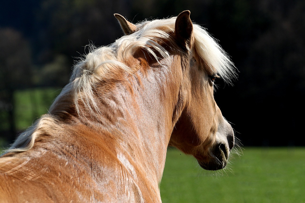 horse mane animal free photo