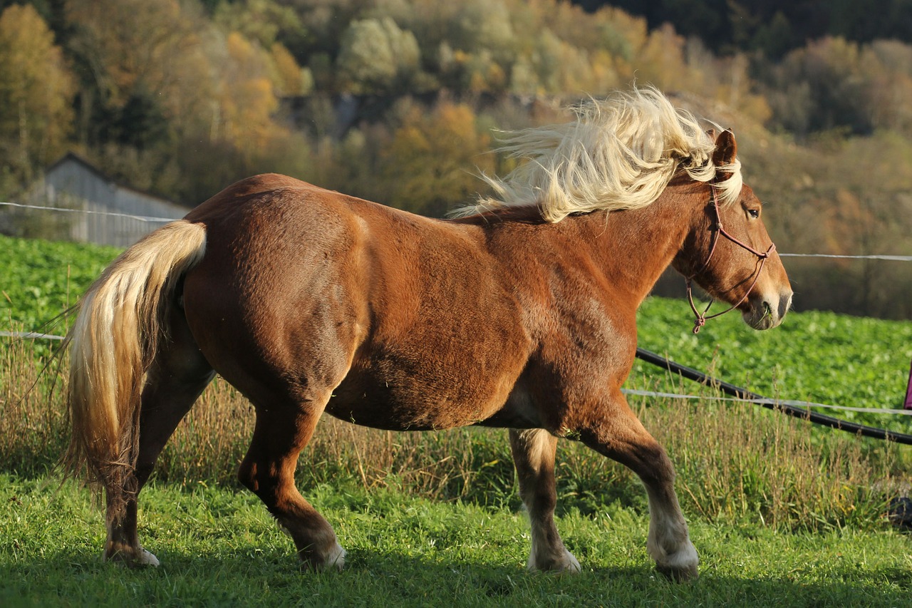 horse animal pferdeportrait free photo