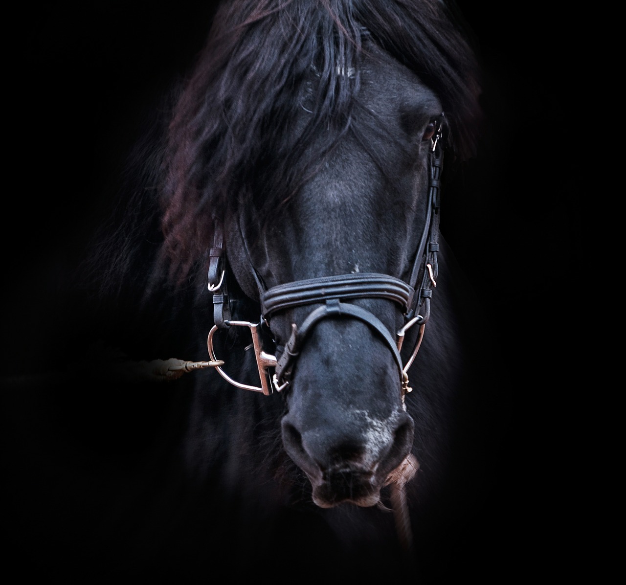 horse animal bridle free photo