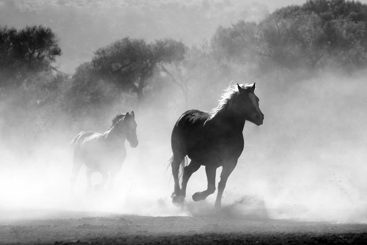 horse herd fog free photo