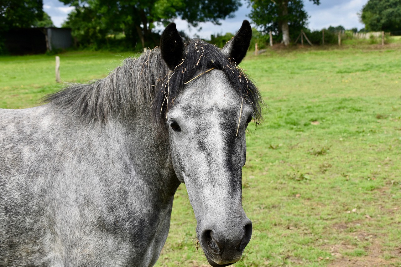 horse  equine  horseback riding free photo