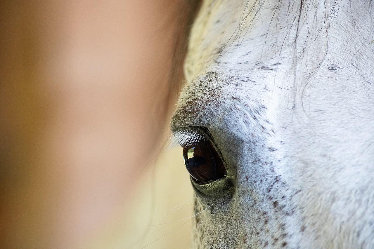 horse  eye  mammal free photo