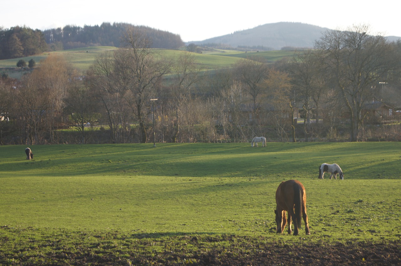 horse  highlands  scotland free photo