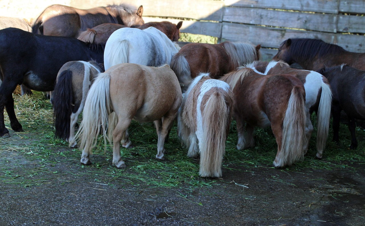 horse ponies together free photo