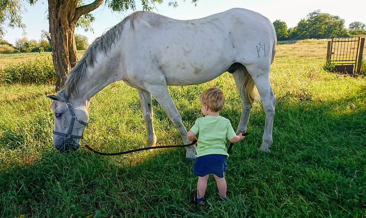 horse  child  sun free photo