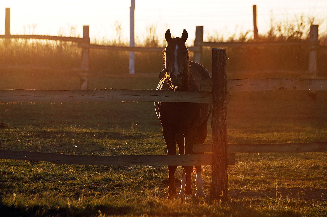 horse  sunset  fold free photo