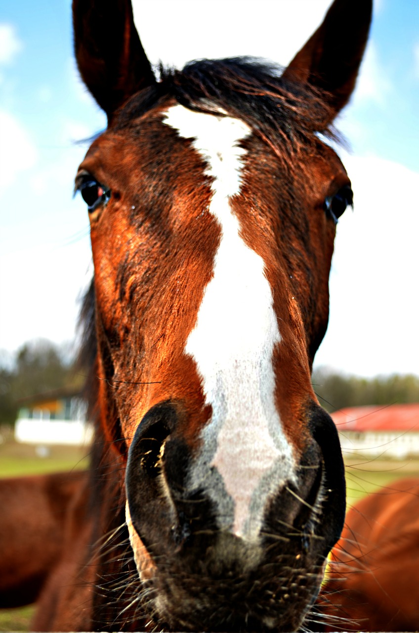 horse animal stallion free photo